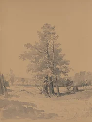 Trees at the Edge of the Forest